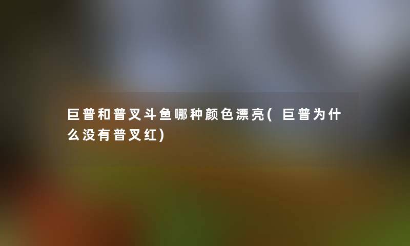 巨普和普叉斗鱼哪种颜色漂亮(巨普为什么没有普叉红)