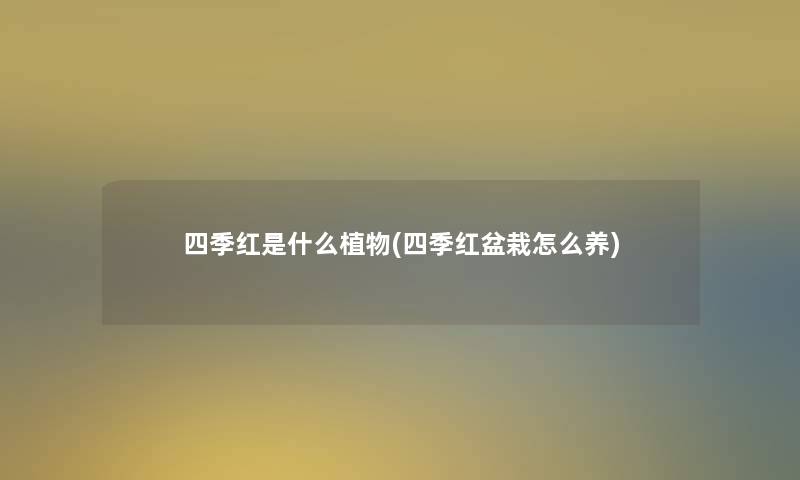 四季红是什么植物(四季红盆栽怎么养)