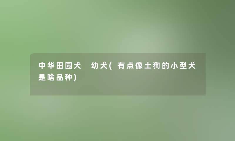 中华田园犬 幼犬(有点像土狗的小型犬是啥品种)